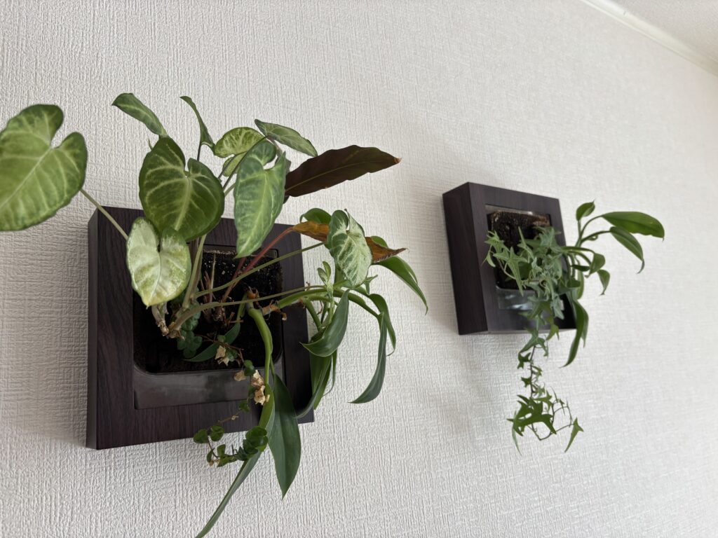 「植物は声を聞いている」