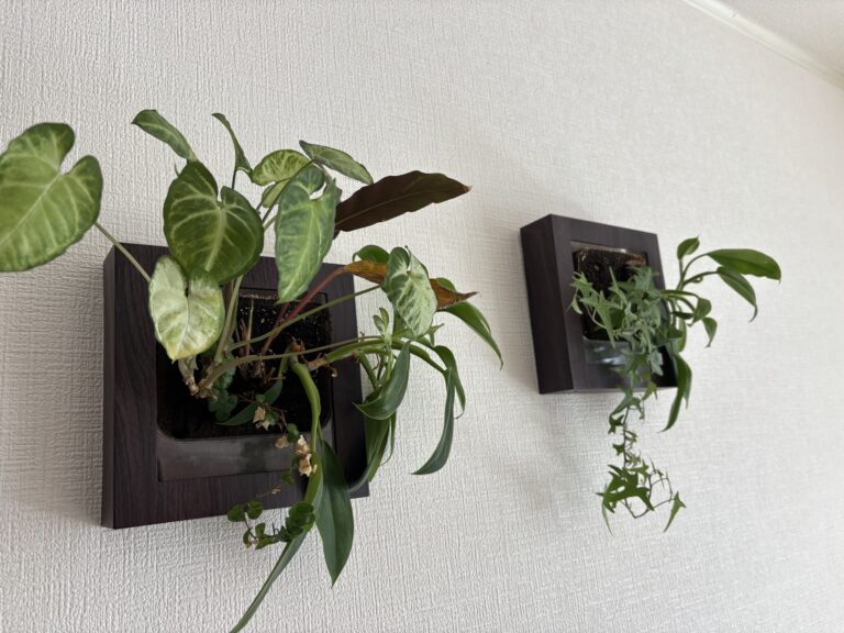 「植物は声を聞いている」